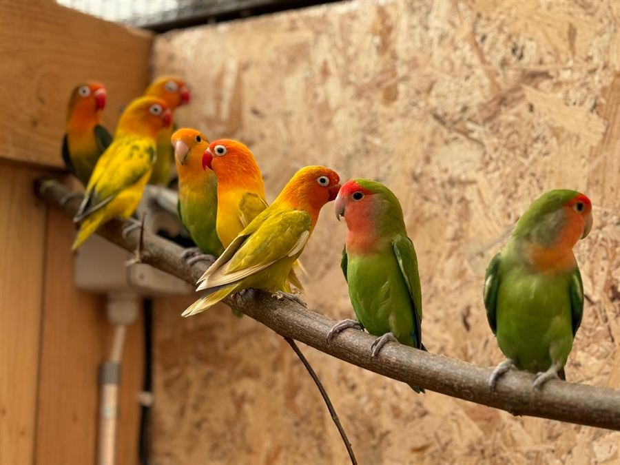 Rosenköpfchen und Pfirsichköpfchen sitzen nebeneinander auf einem Ast in der Voliere