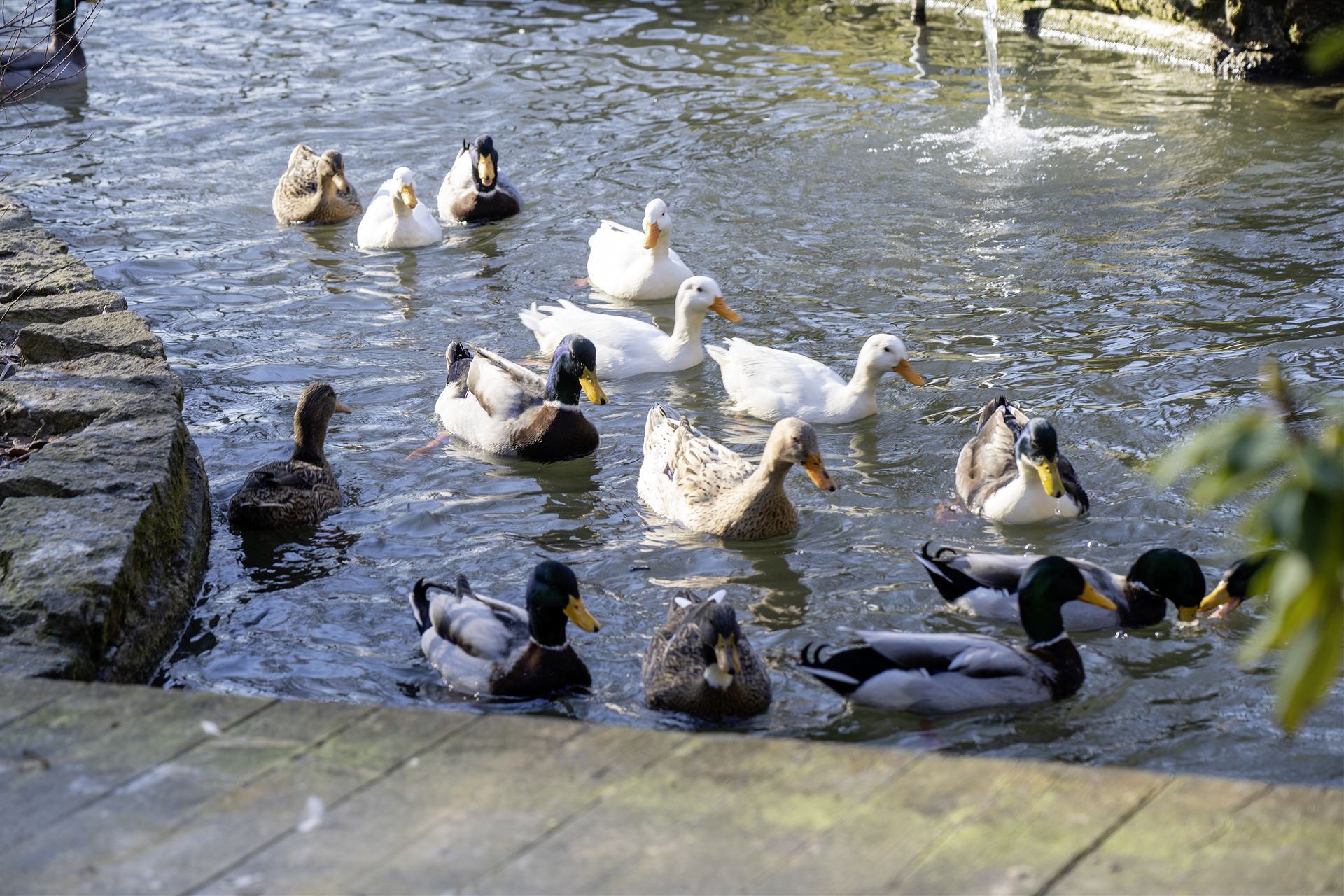 Stockenten und weisse Enten schwimmen auf dem Entenweiher Menziken