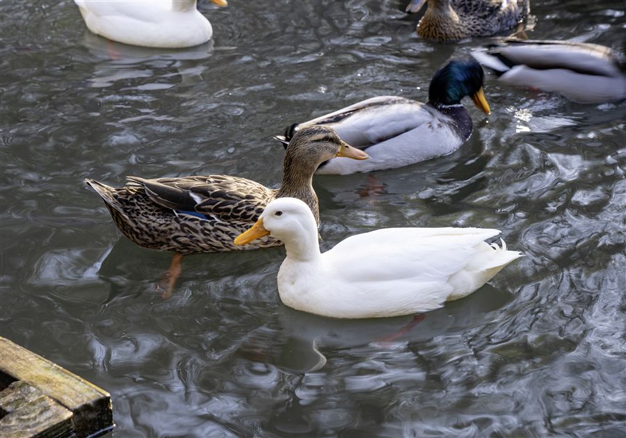 Weisse Ente und Stockente auf dem Wasser