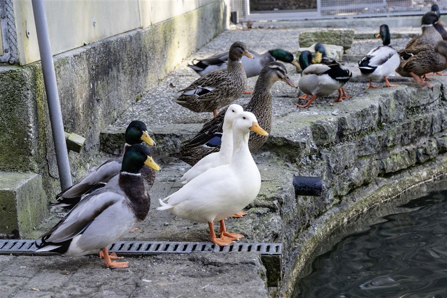 Stockenten und weisse Enten am Ufer des Weihers