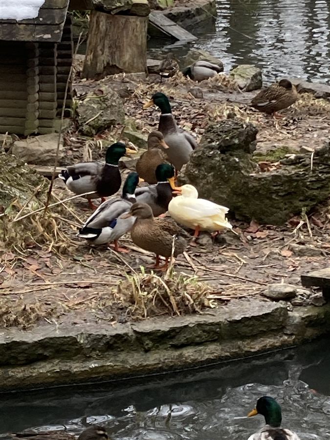 Enten auf der Insel im Weiher