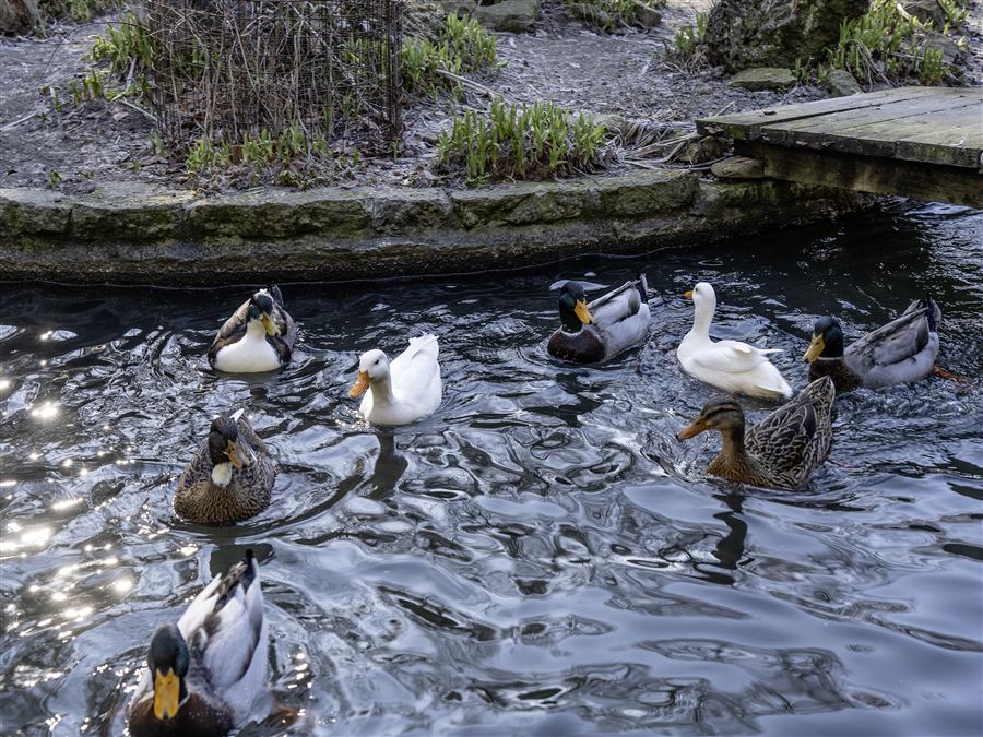 Enten schwimmen im glitzernden Wasser des Weihers