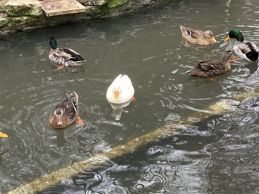 Enten auf dem Weiher im Winter