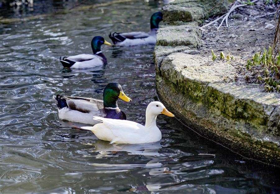 Erpel und weisse Ente schwimmen am Mauerrand