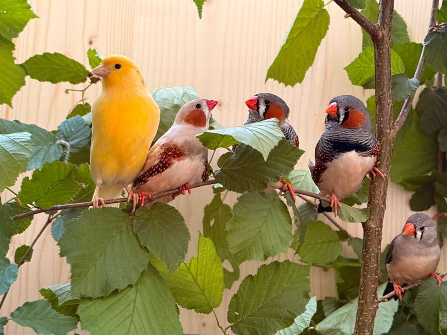 Kanarienvogel und Zebrafinken im Haselstrauch