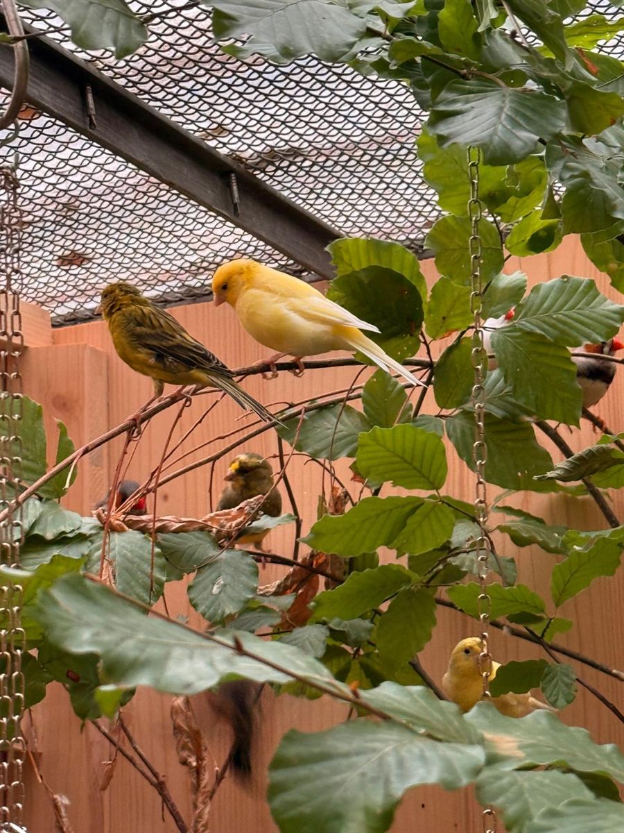 Ein gelber und ein grünlich gestreifter Kanarienvogel sitzen in einem Buchenzweig
