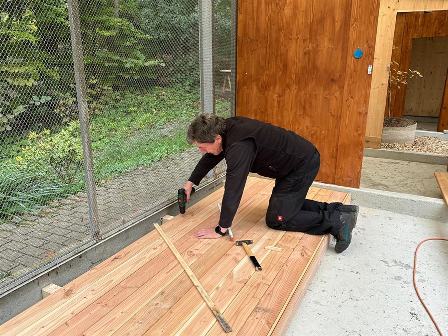Ein Helfer schraubt ein neues Holzpodest in der Voliere fest